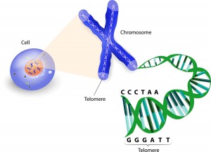 Telomere Length A Telltale Sign Of Aging