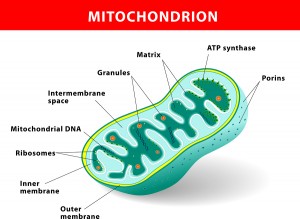 Frail Mitochondrial DNA Equals Frail People