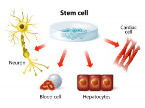 Young Heart Stem Cells Can Cure Old Hearts